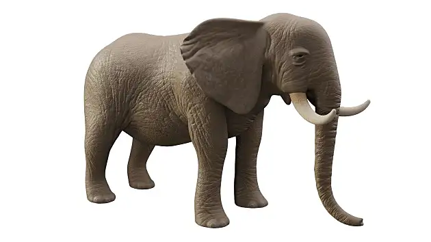 Elephant Animal Image White Background