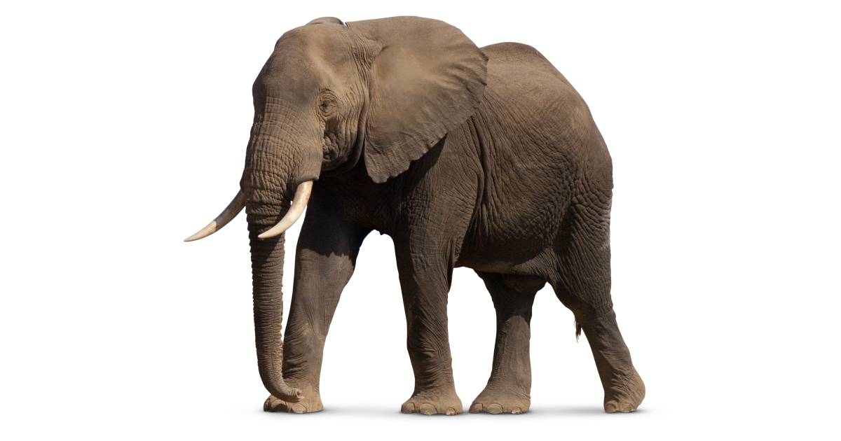 Elephant Standing Animal Image White Background