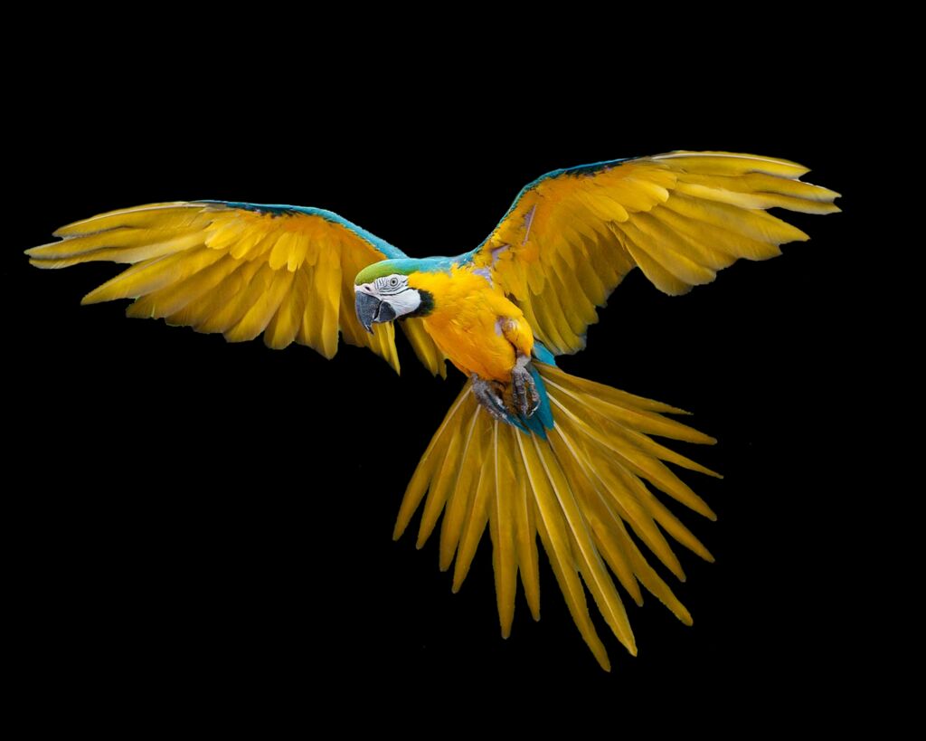 Flying Bird Animal PNG Image