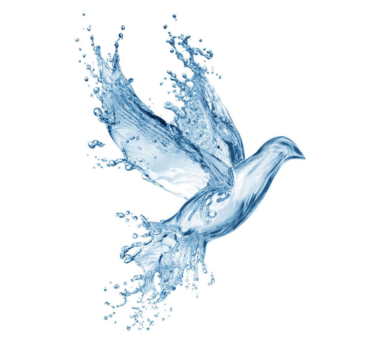 Flying Bird Water Splash