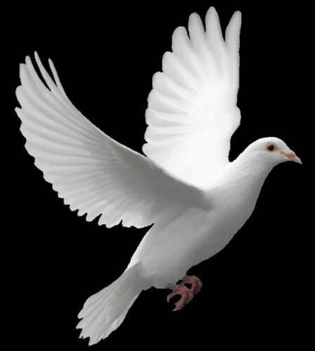 Flying Pegeion Animal PNG Image