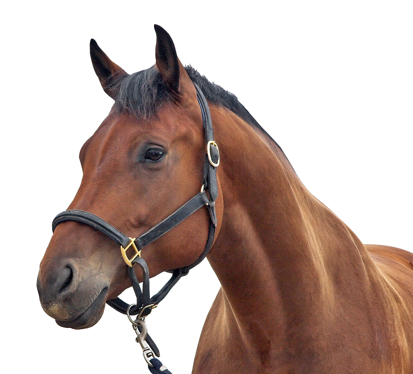 Horse Head Animal PNG Image
