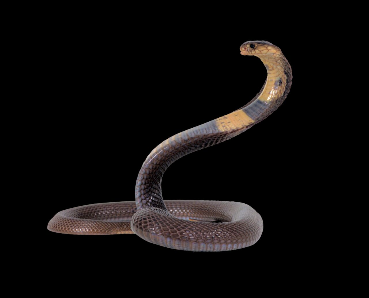 King Kobra Animal PNG Image