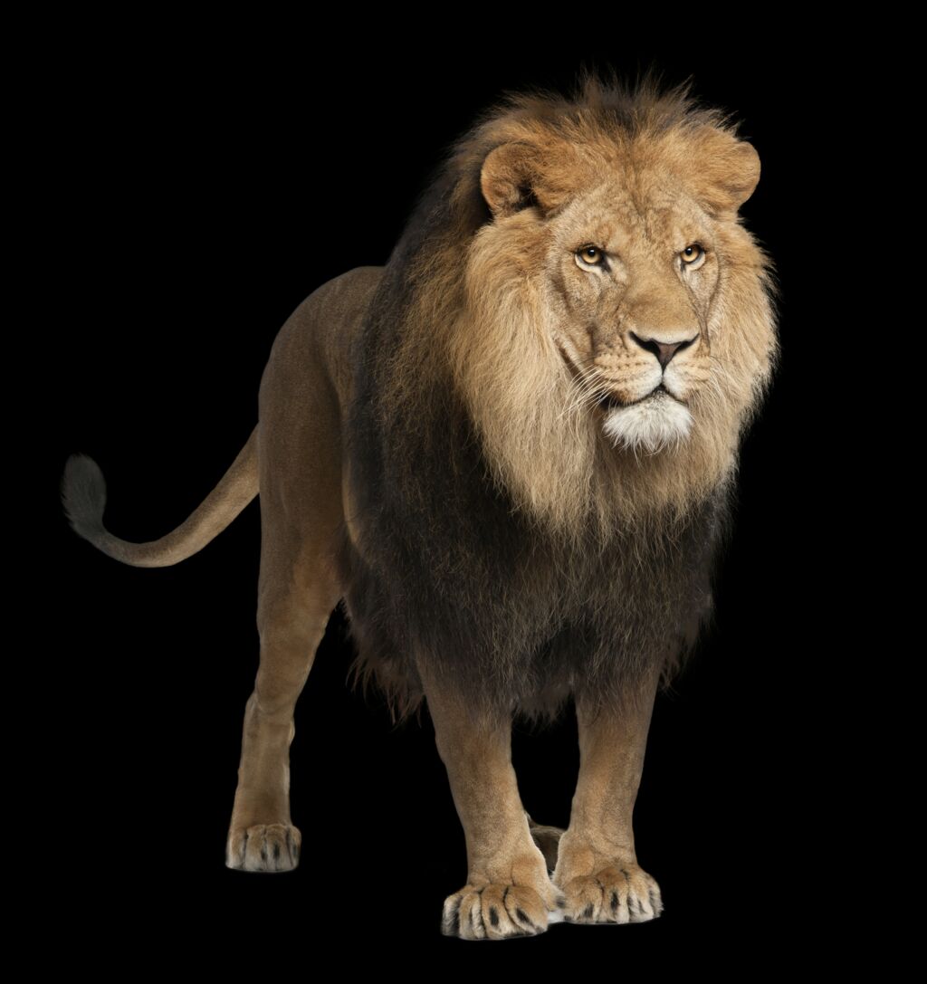Lion Animal PNG Image