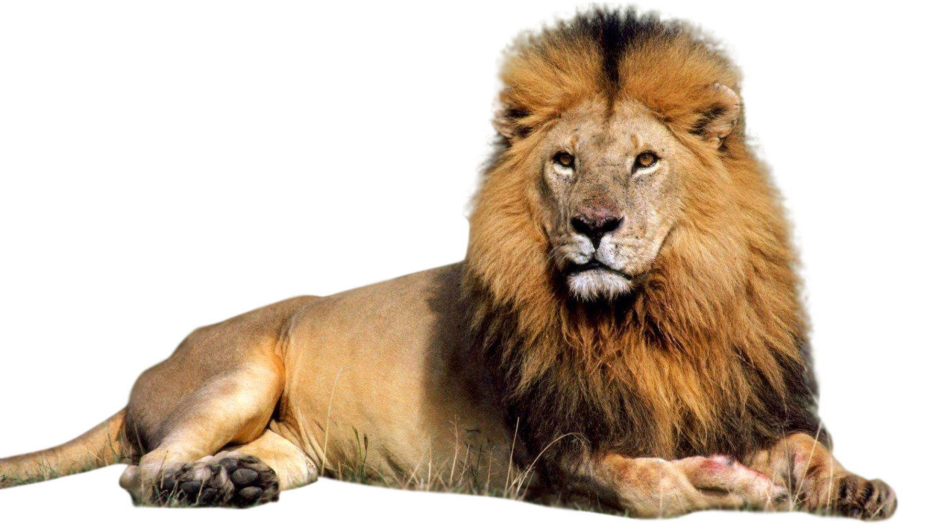 Lion Animal PNG Image