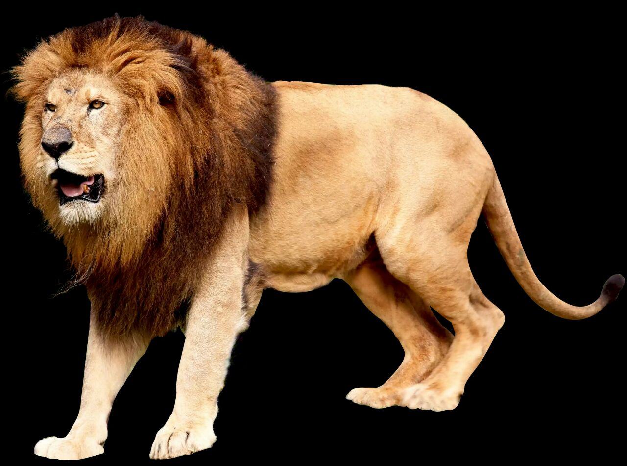 Lion Image