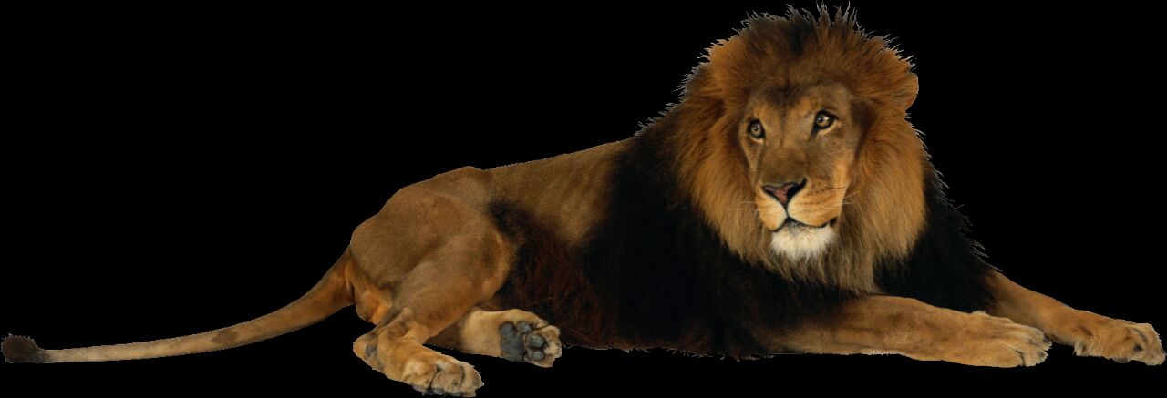 Lion PNG Image