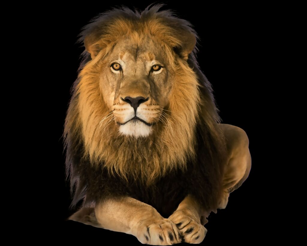 Lion PNG