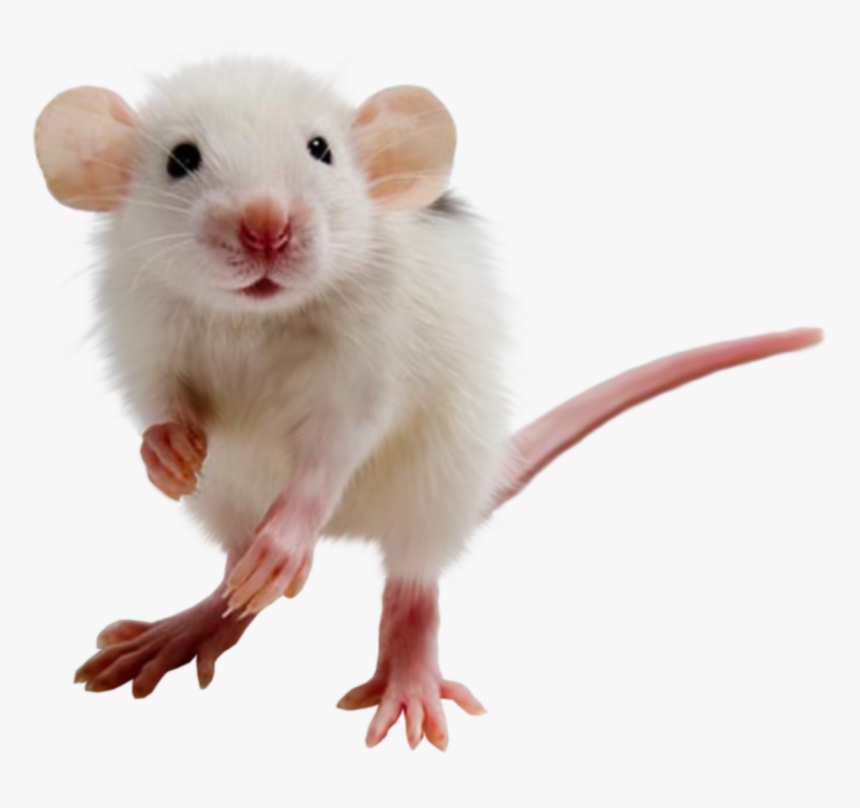 Little Mice Animal Image White Background