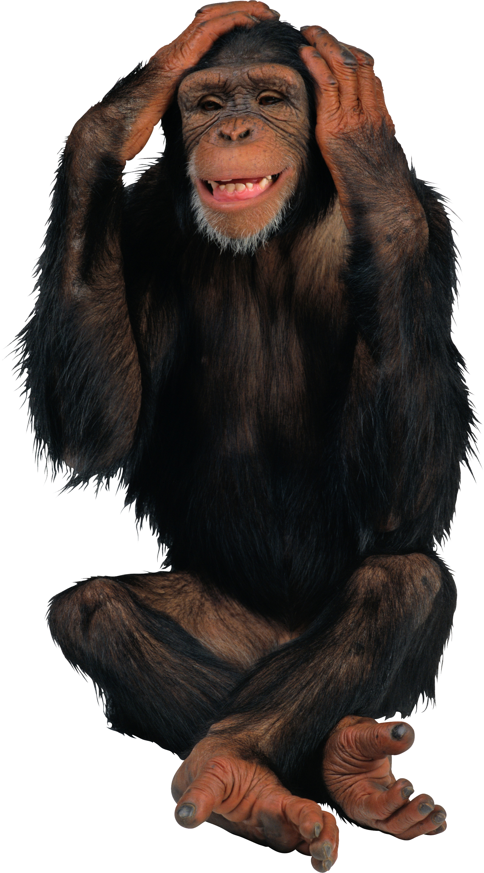 Monkey Animal PNG Image