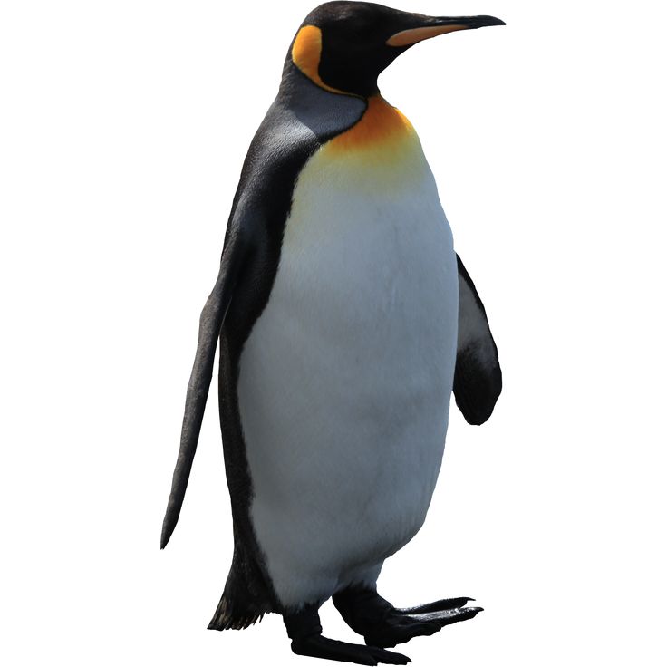 Penguin Animal Image White Background