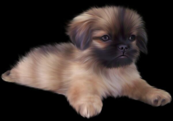 Puppy on Rest PNG