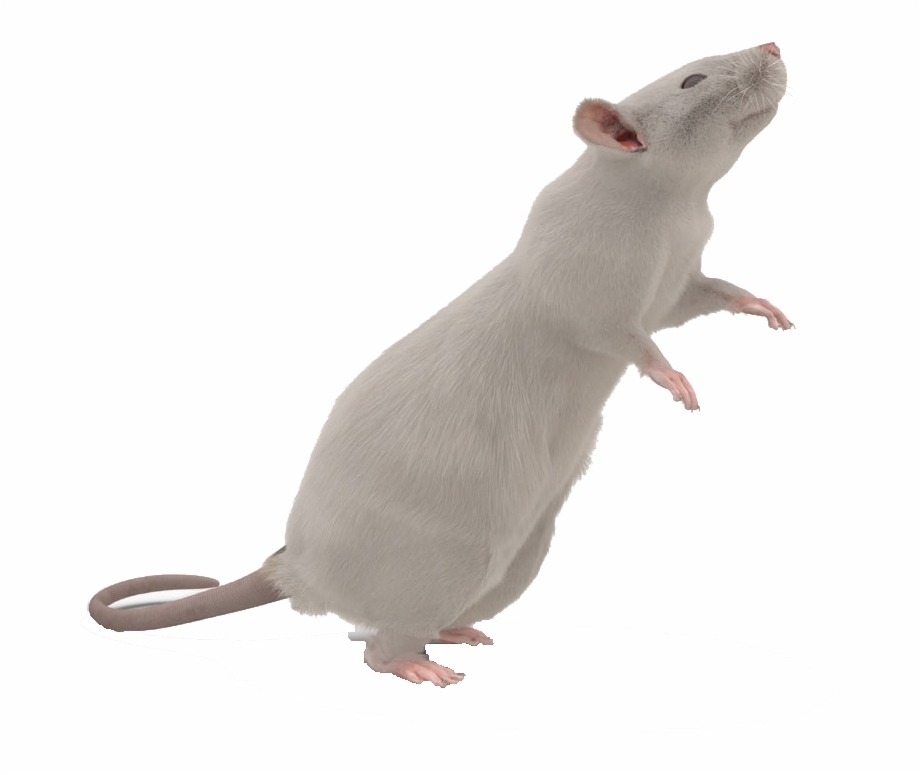 Rat Animal Image White Background