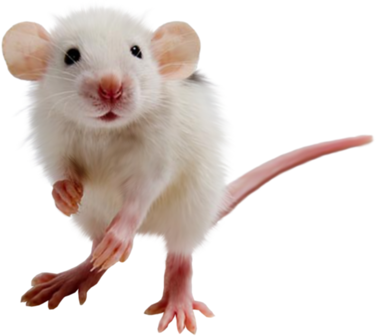 Rat Kid PNG