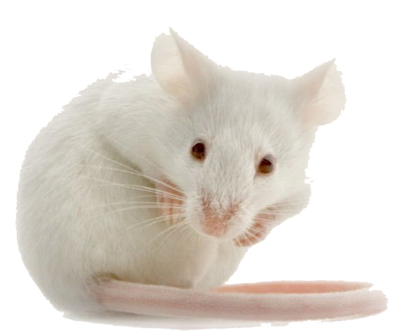 Rat Kid white png