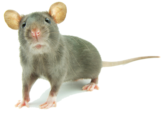 Rat PNG Image