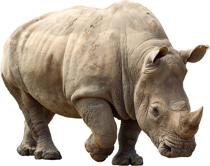 Rhino Animal PNG Image