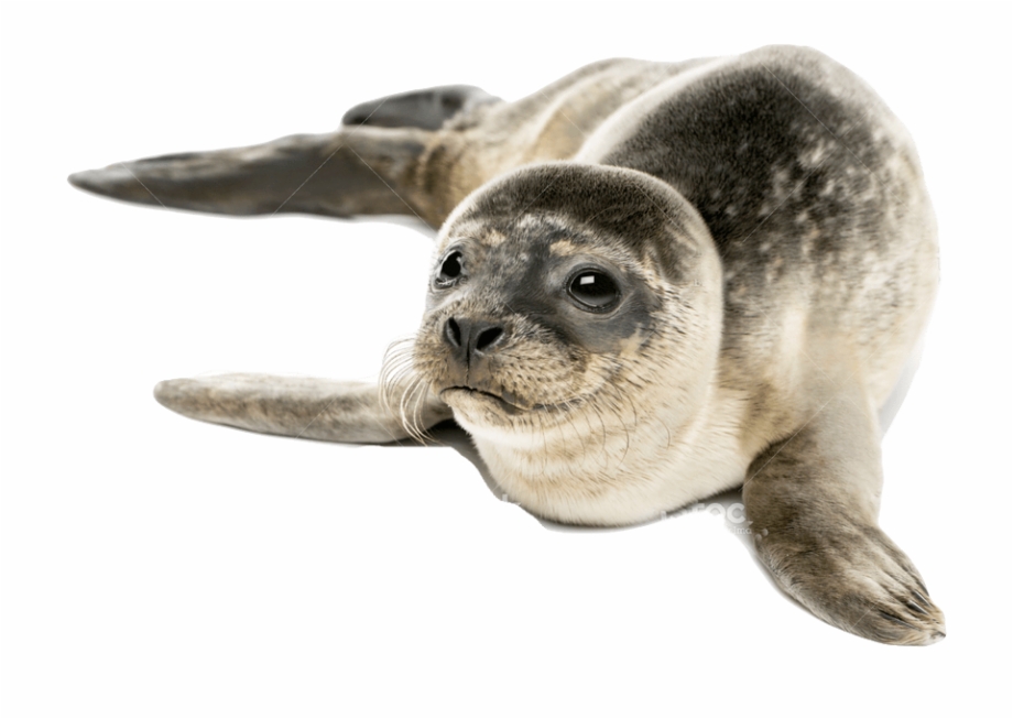 Seal Animal Image White Background