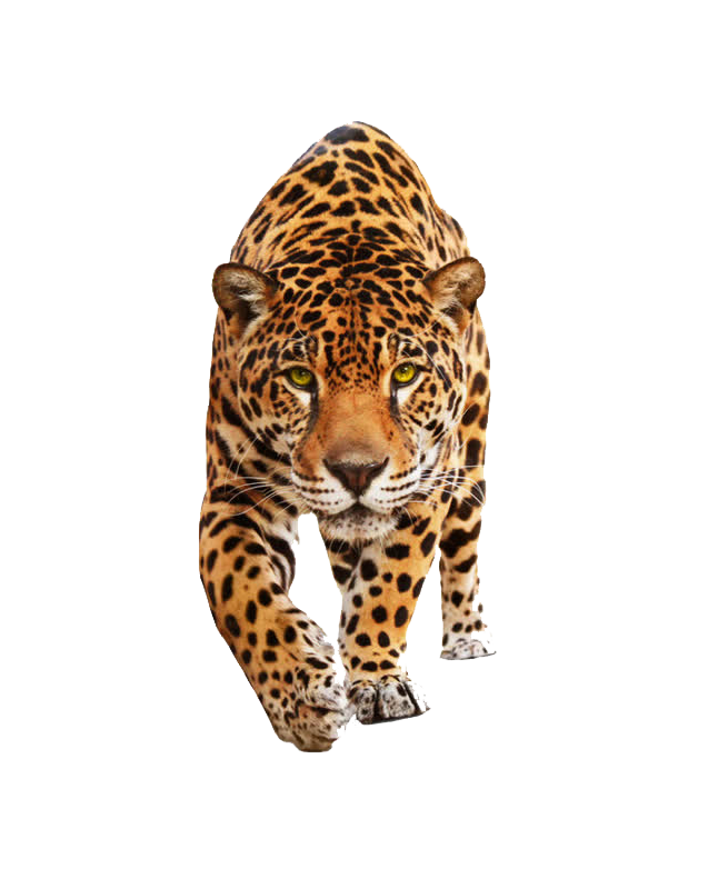 Tiger Animal WEBP Image