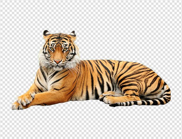 Tiger in rest Animal Image White Background