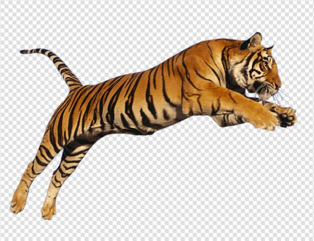 Tiger Jumping Animal Image White Background
