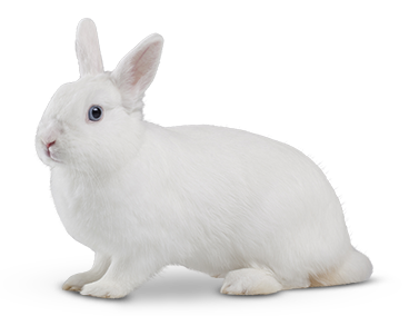 White Rabbit Animal PNG Image