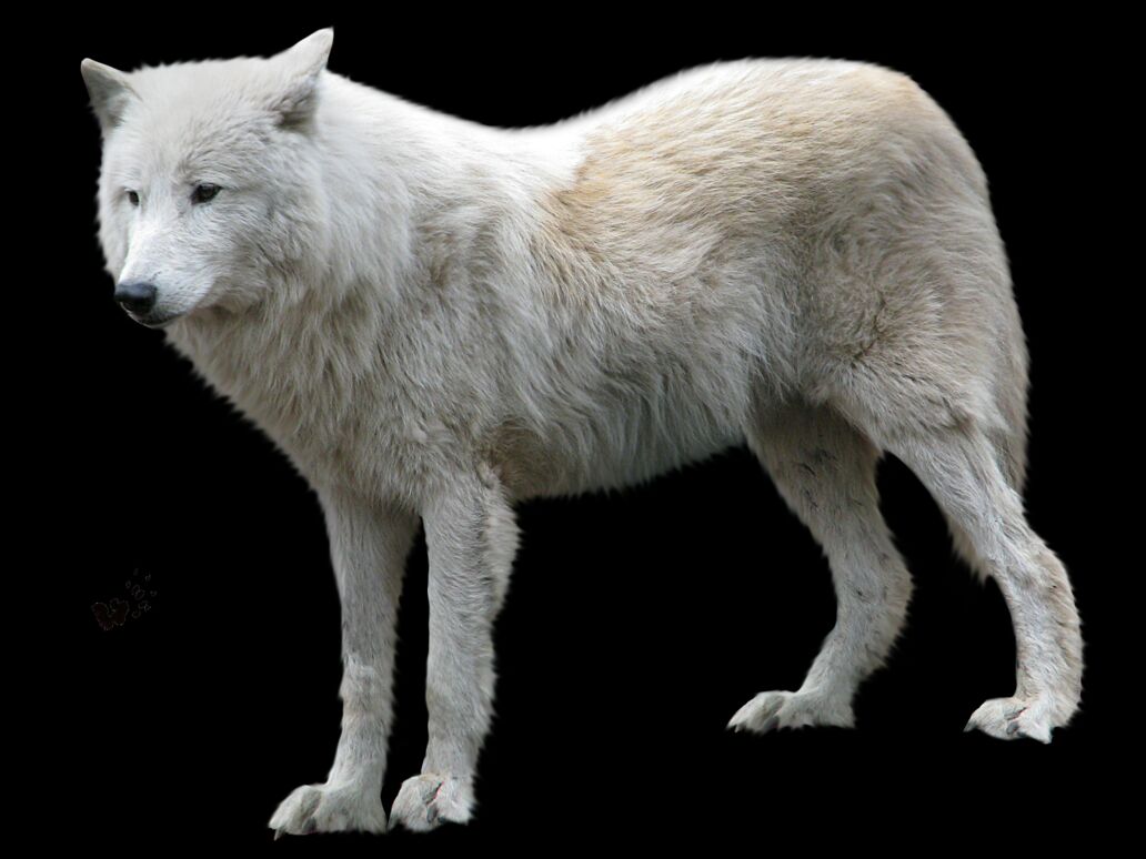 White Wolf Animal PNG Image
