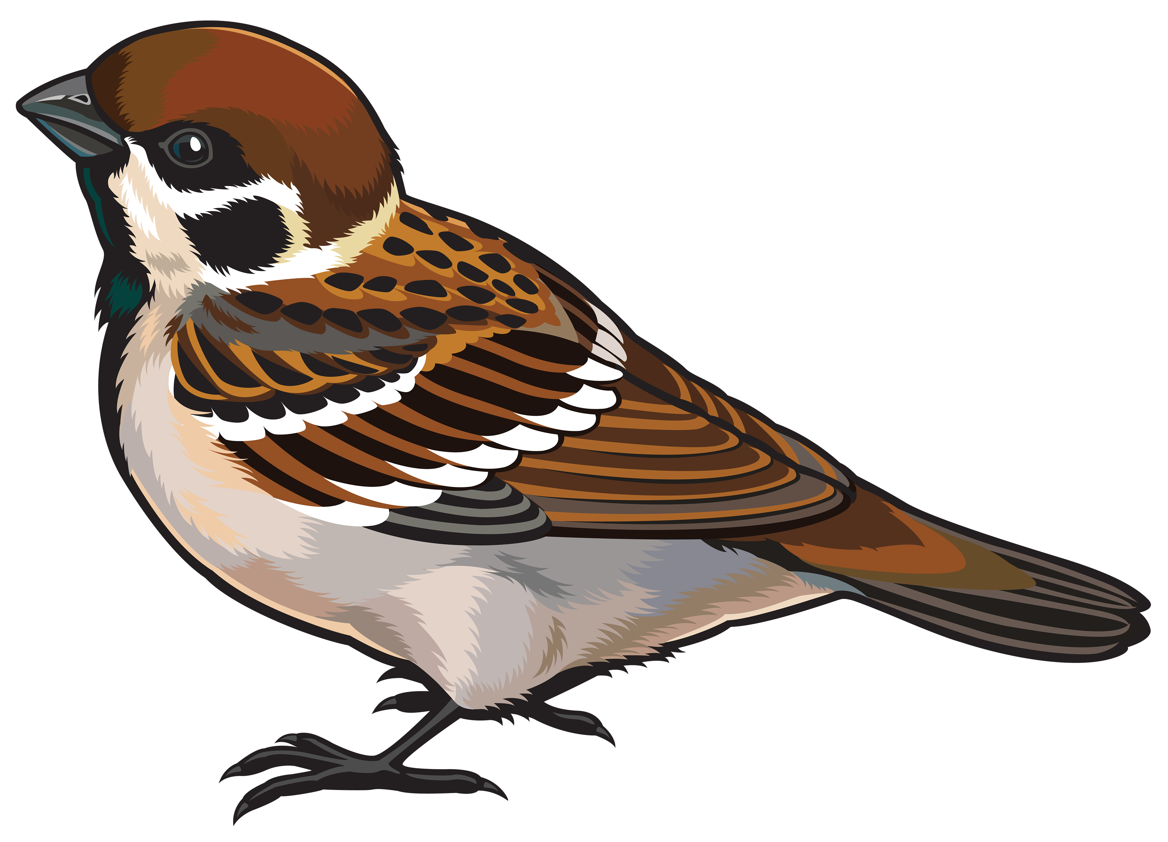 Birds animal png image (1)