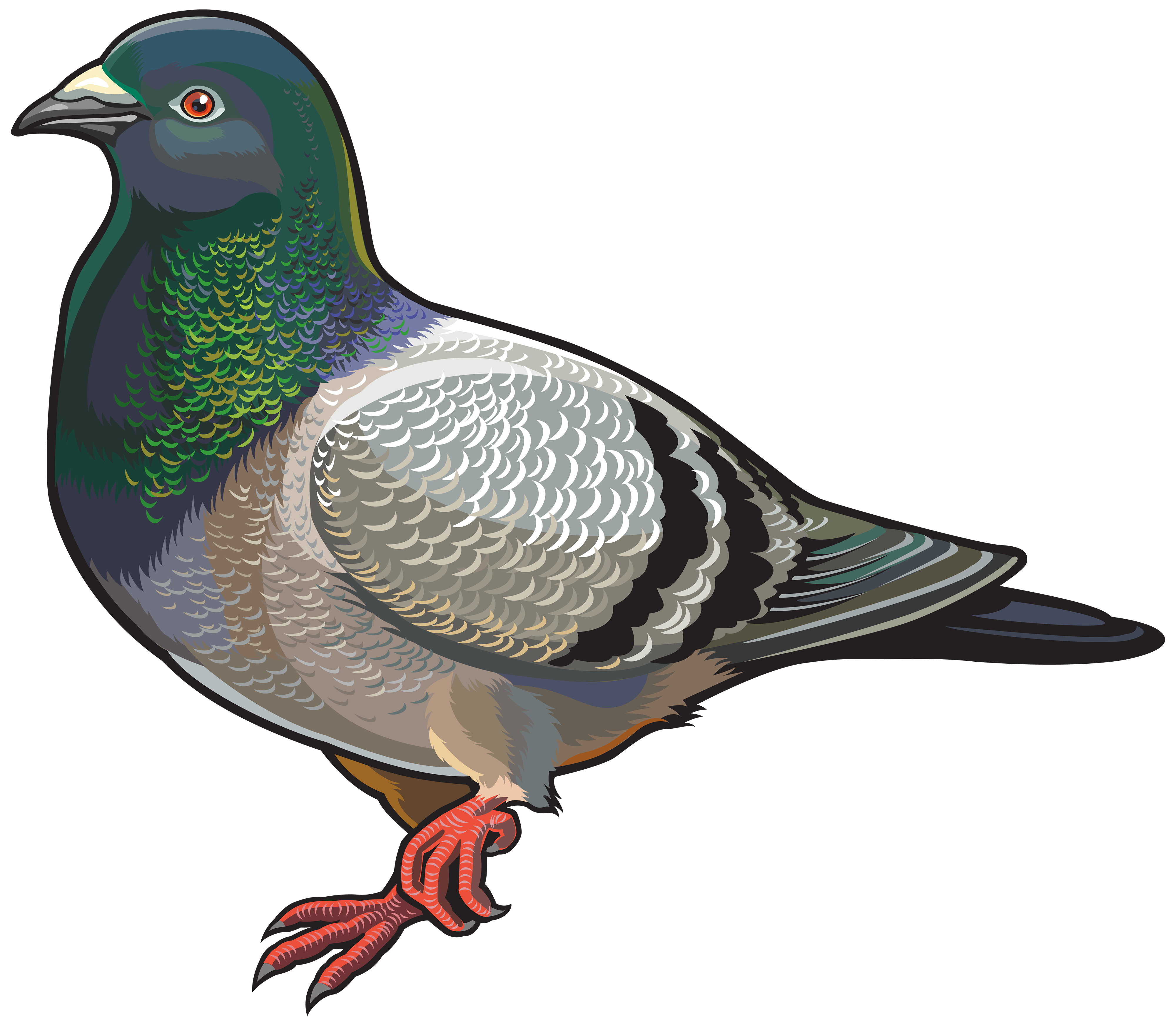 Birds animal png image (2)