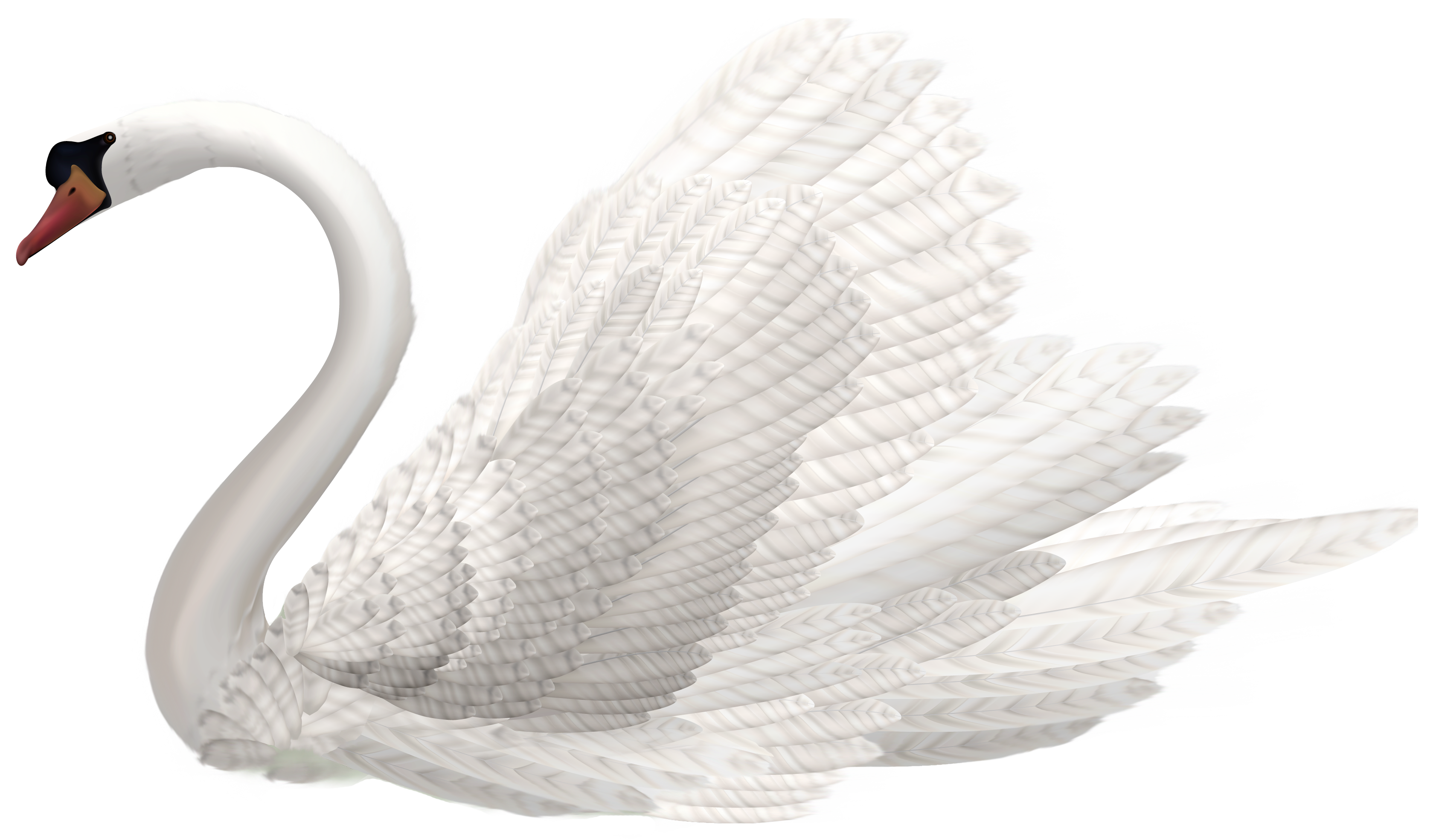 Birds animal png image (3)