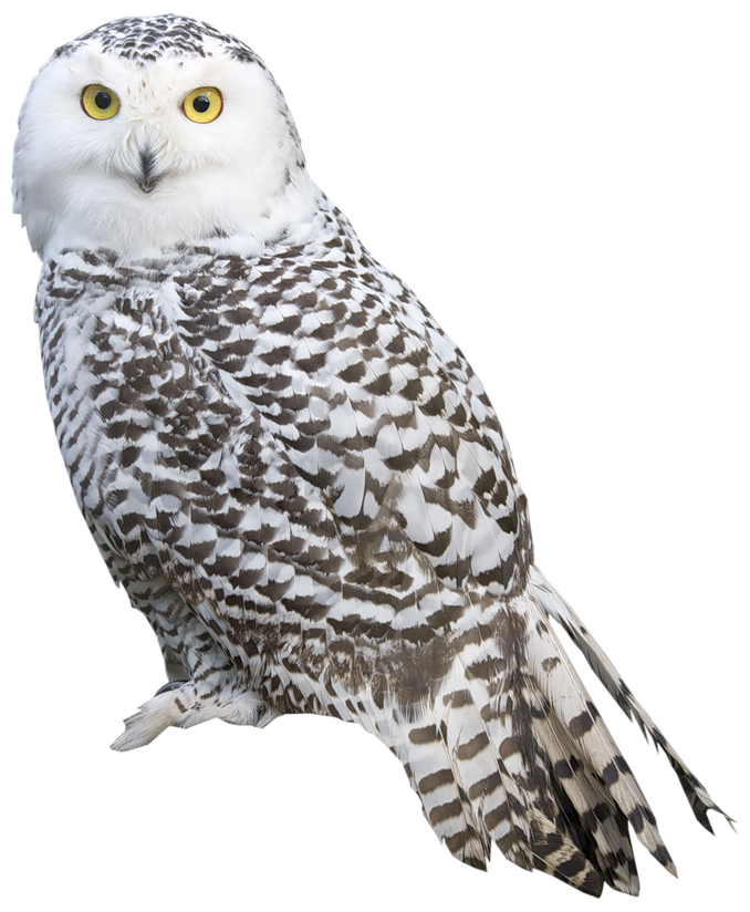 Birds animal png image (4)