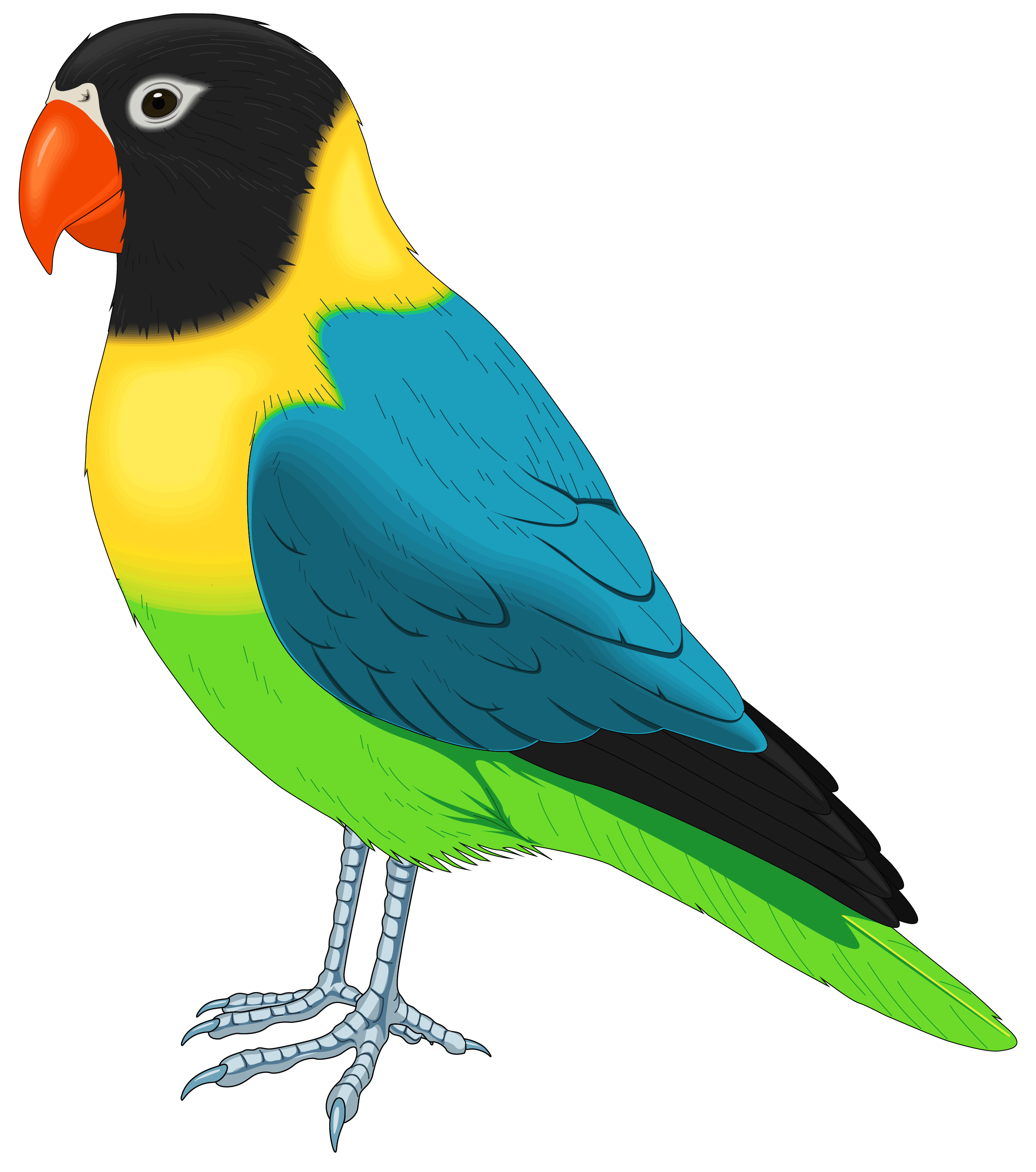 Birds animal png image (5)