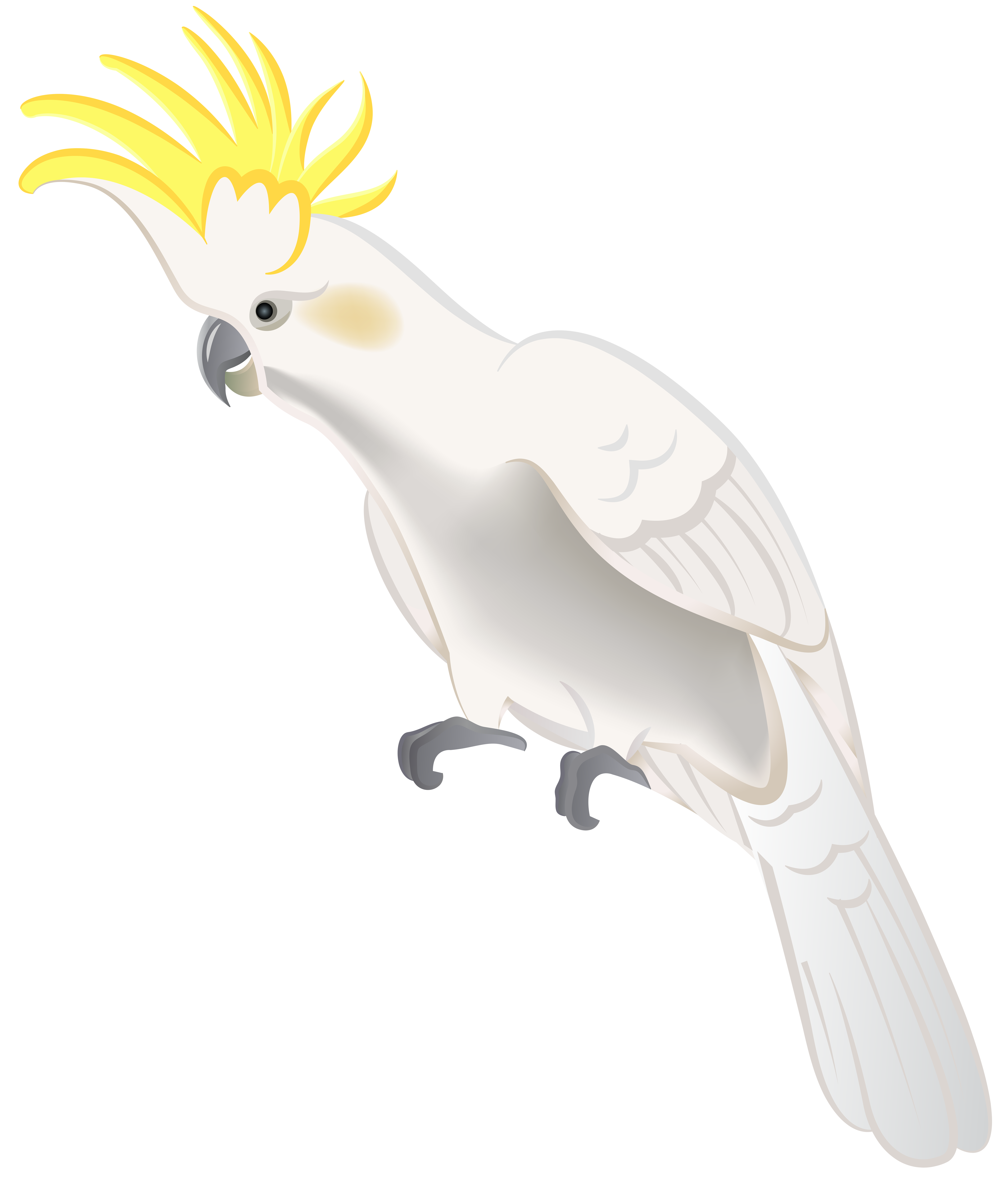Birds animal png image (6)