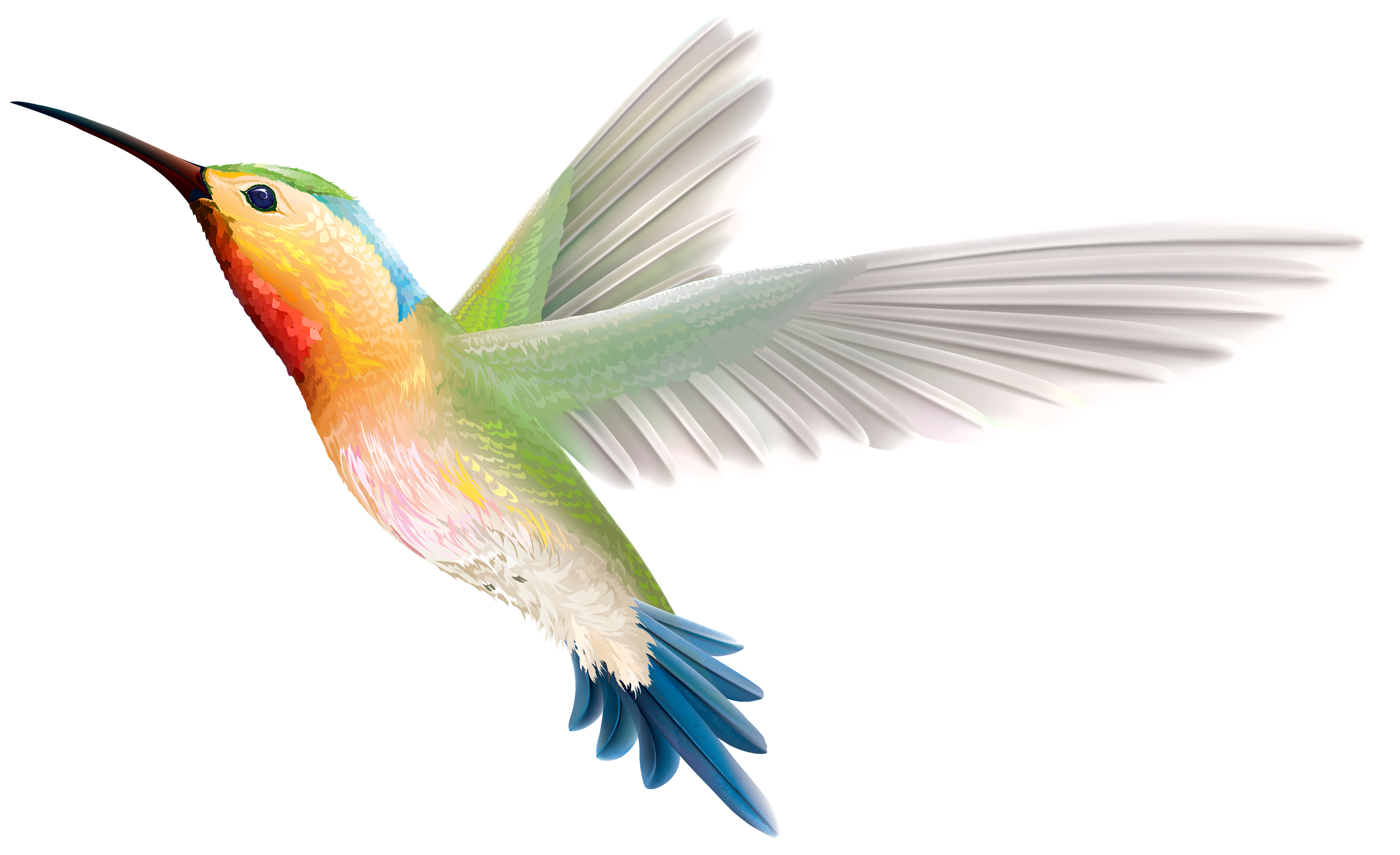 Birds animal png image (9)