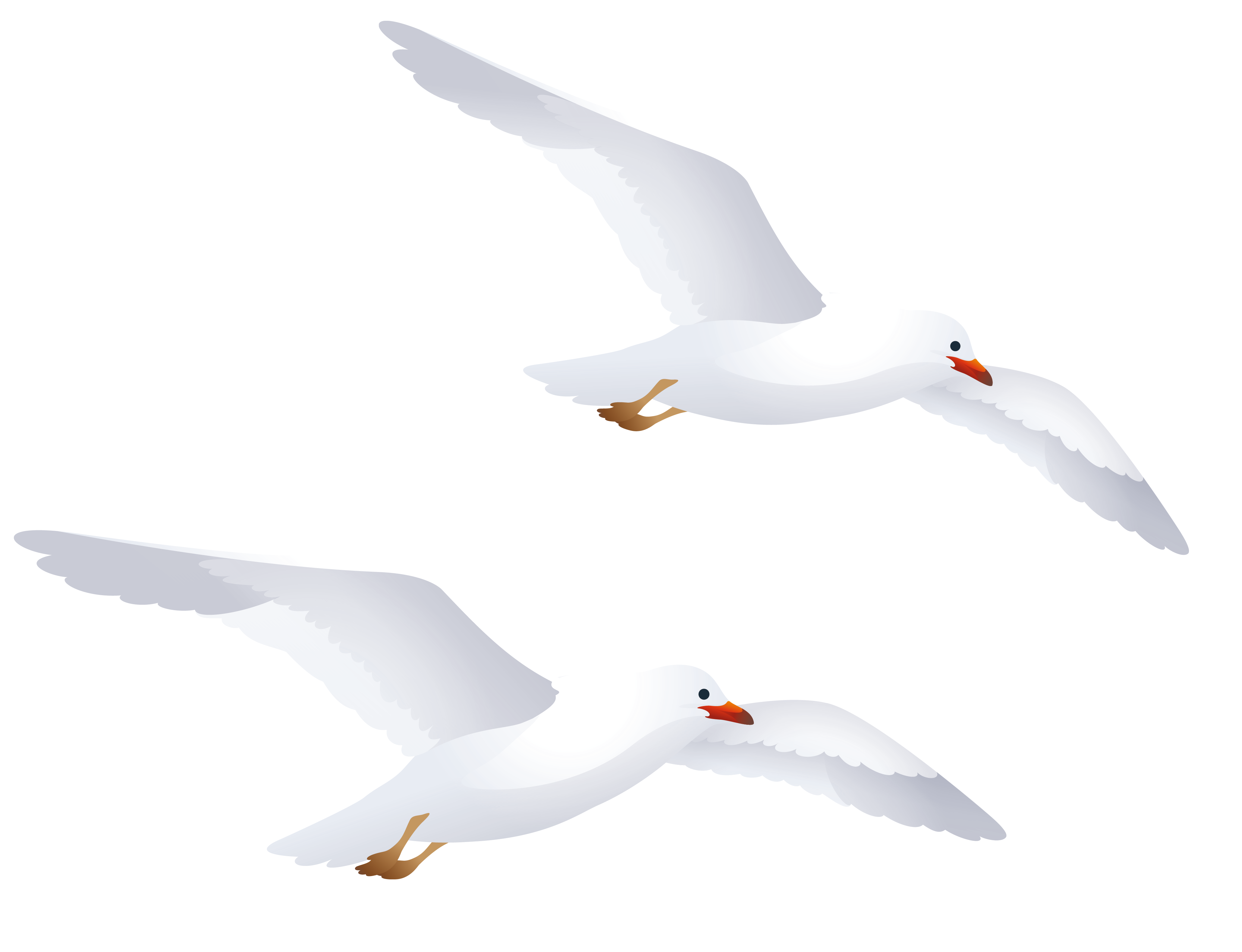 Birds animal png image (10)