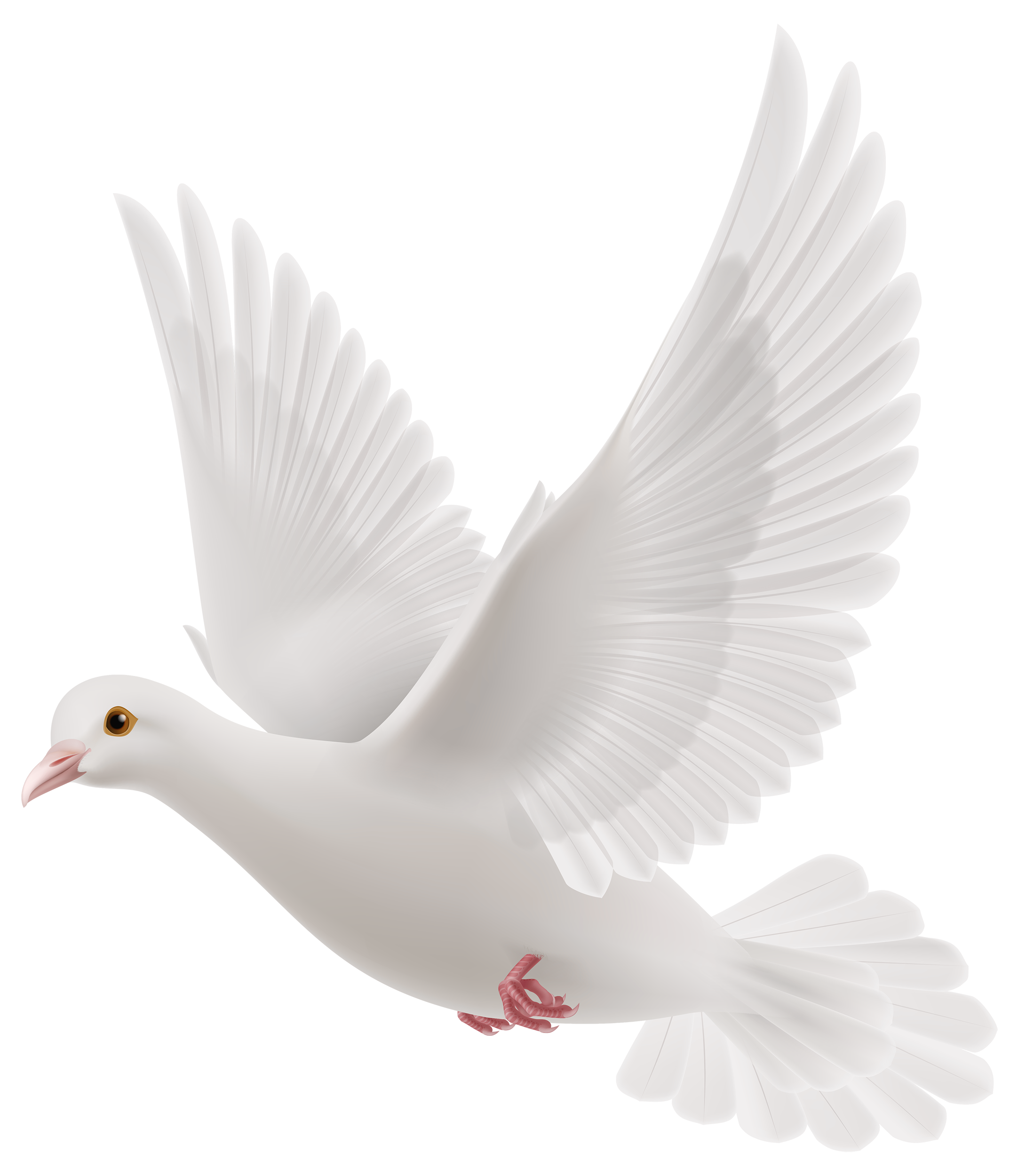 Birds animal png image (11)