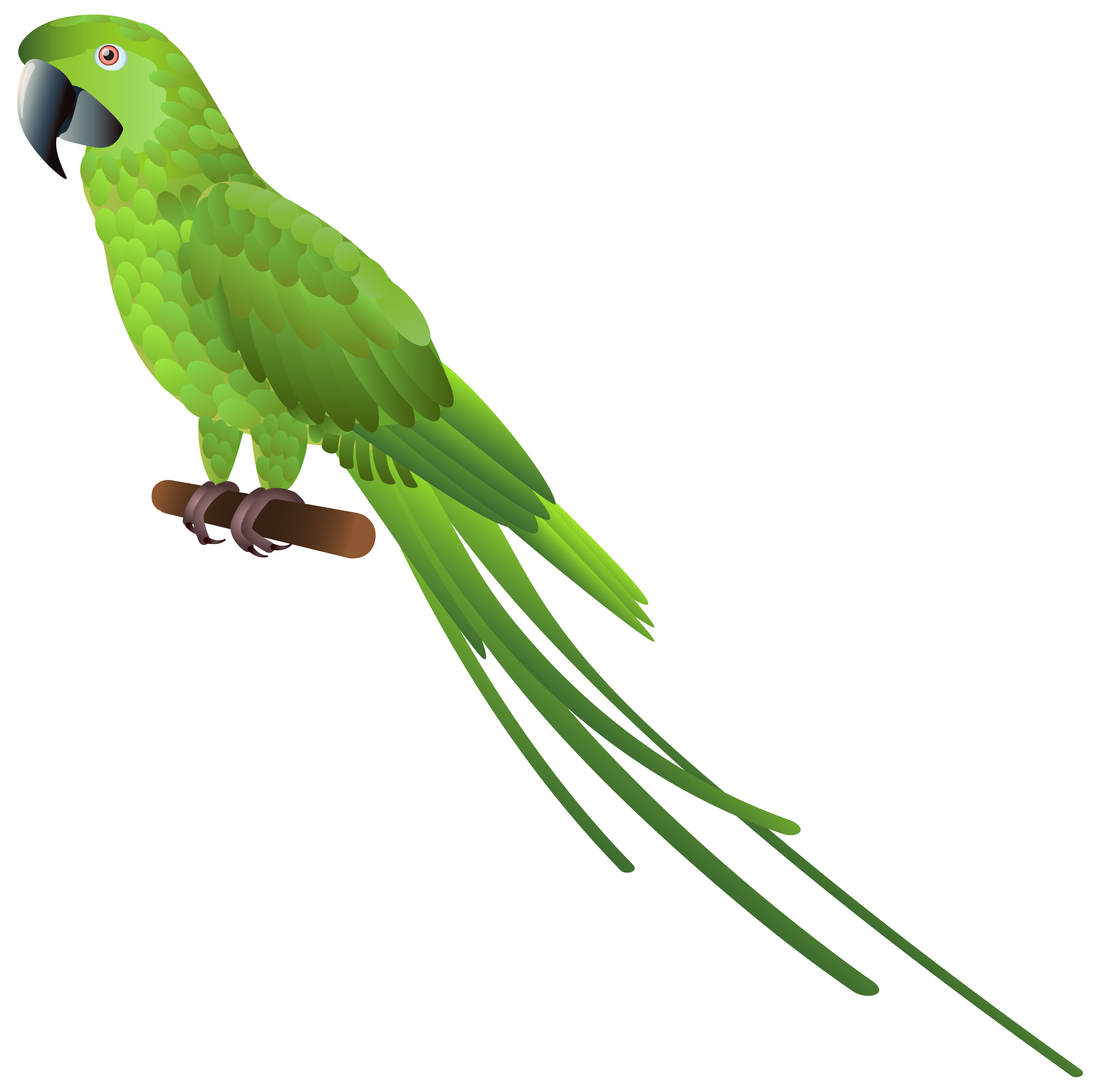 Birds animal png image (13)