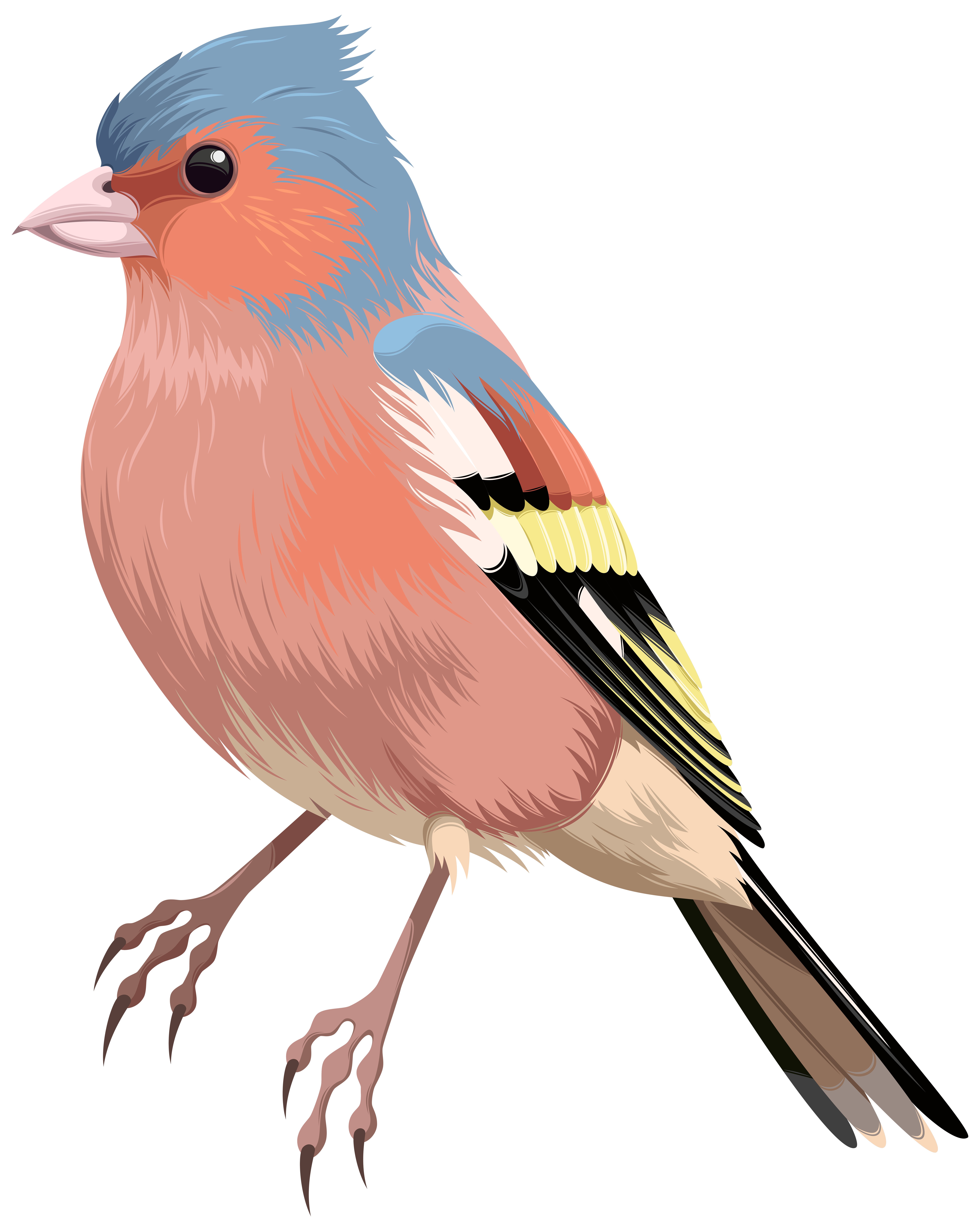 Birds animal png image (14)