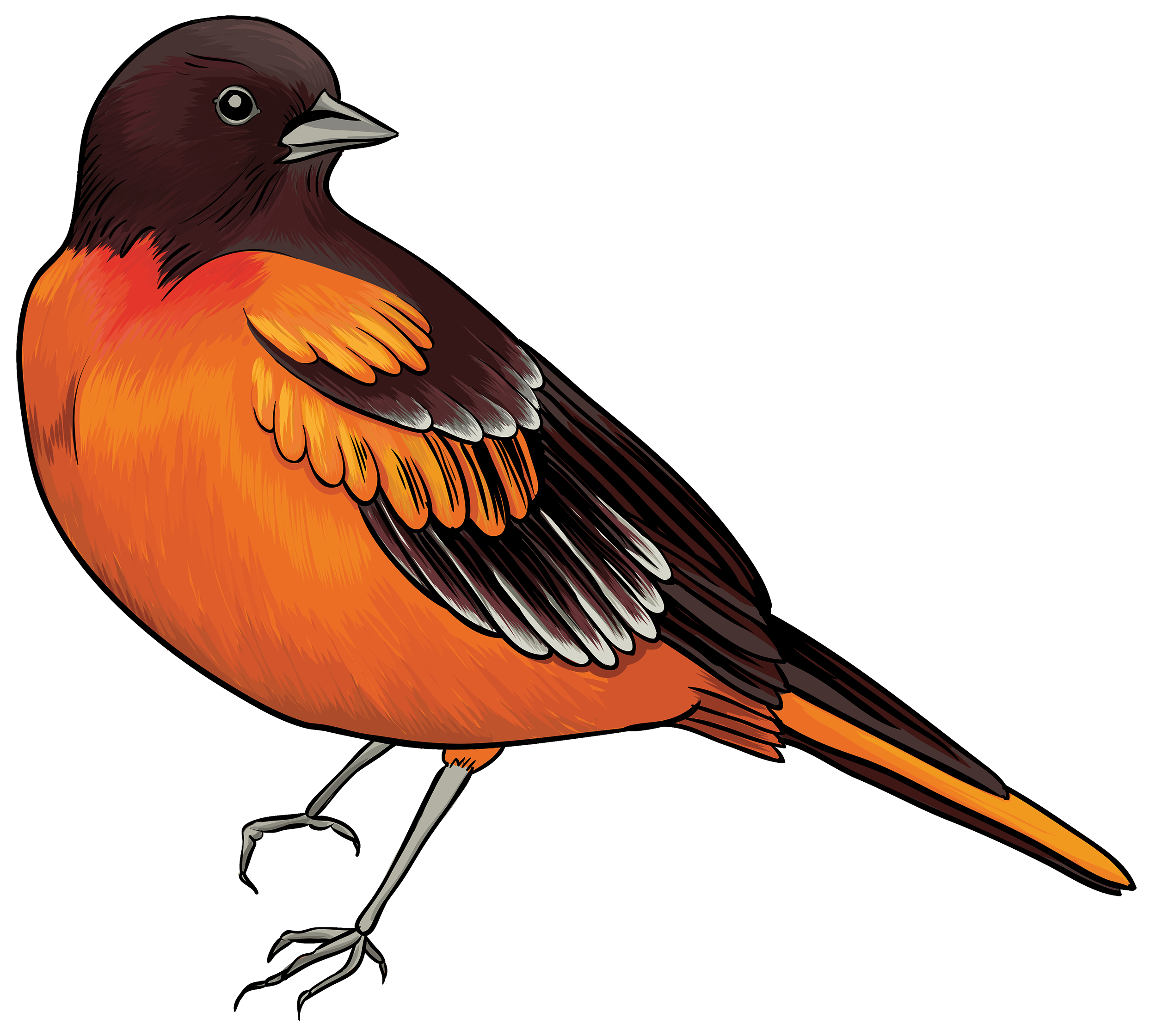 Birds animal png image (16)