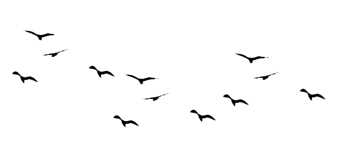 Birds animal png image (17)