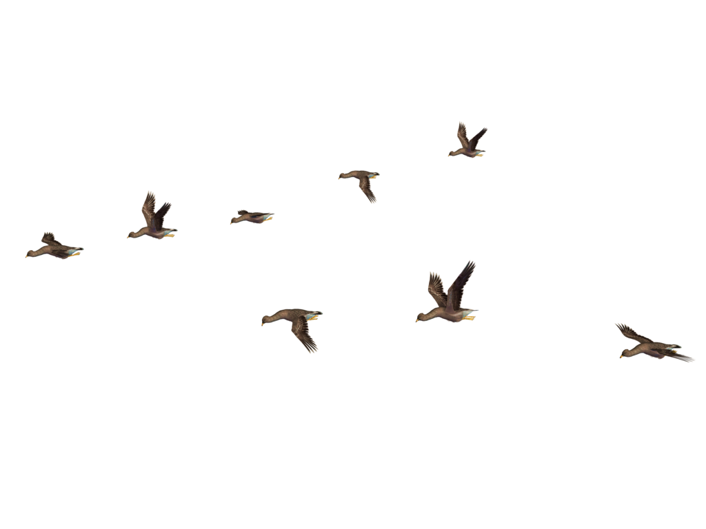 Birds animal png image (18)
