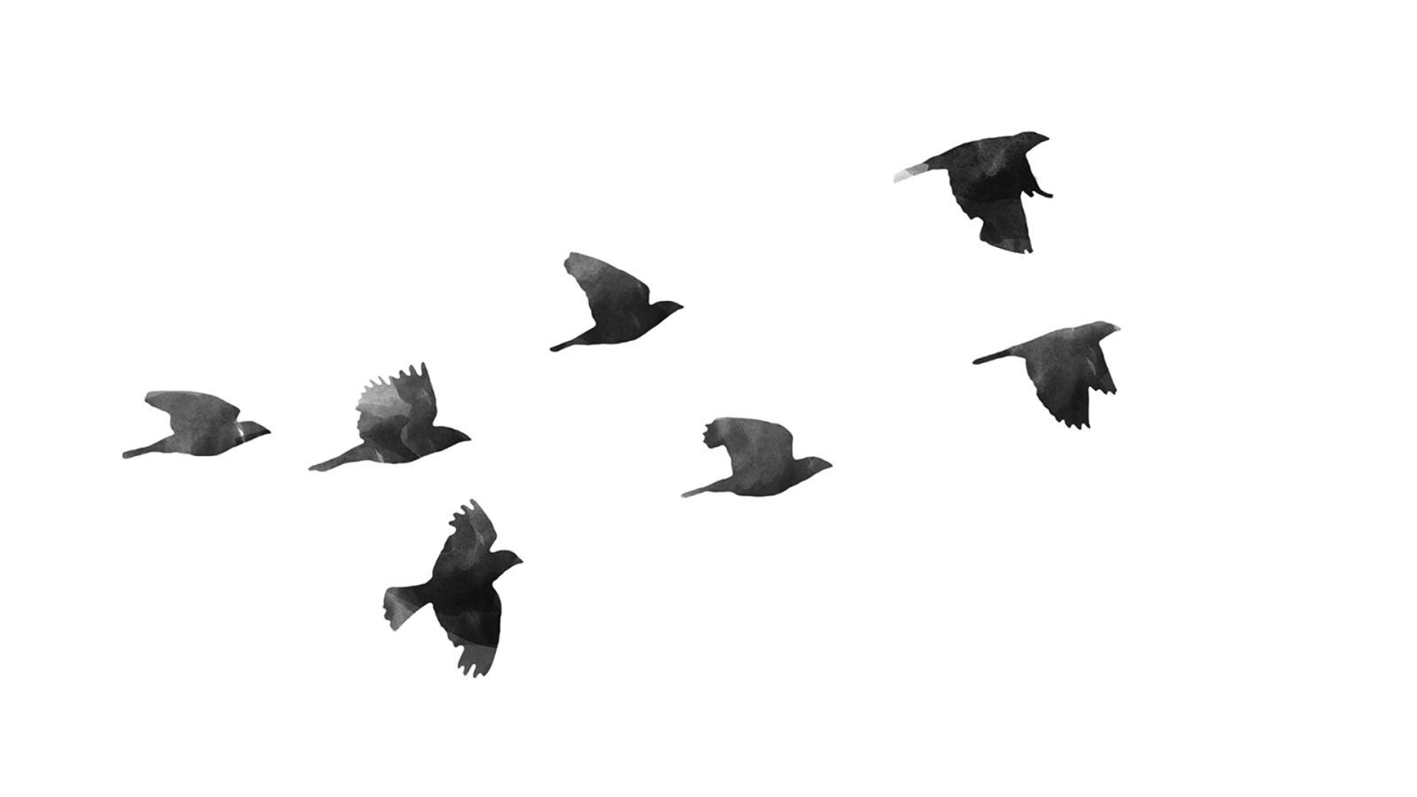 Birds animal png image (19)