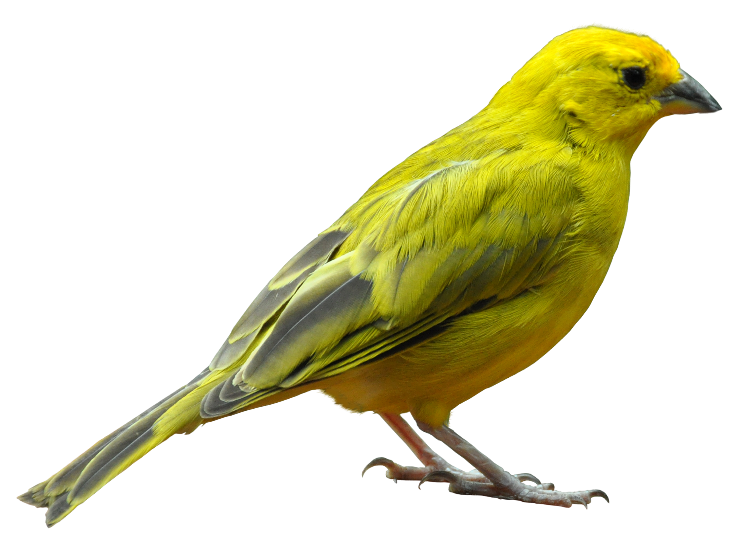 Birds animal png image (20)