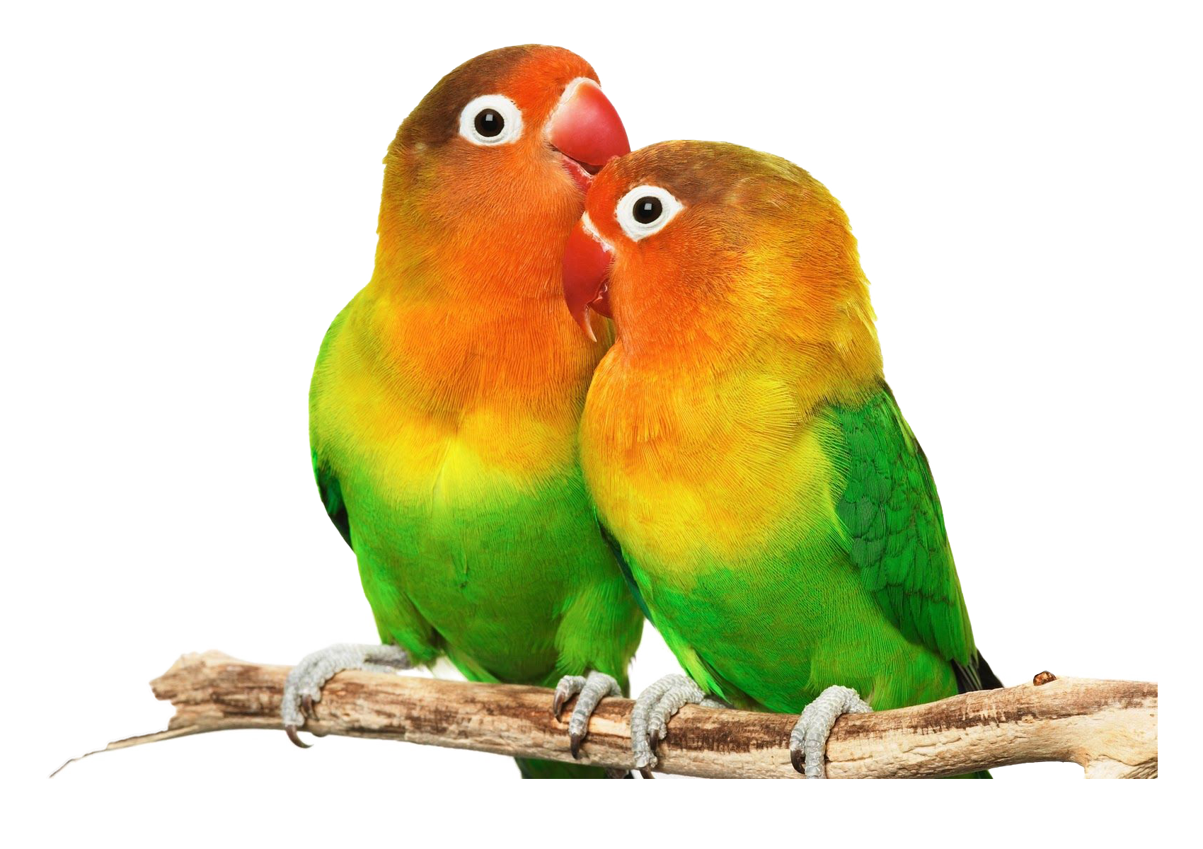 Birds animal png image (21)