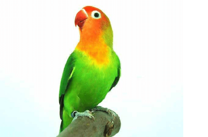 Birds animal png image (22)