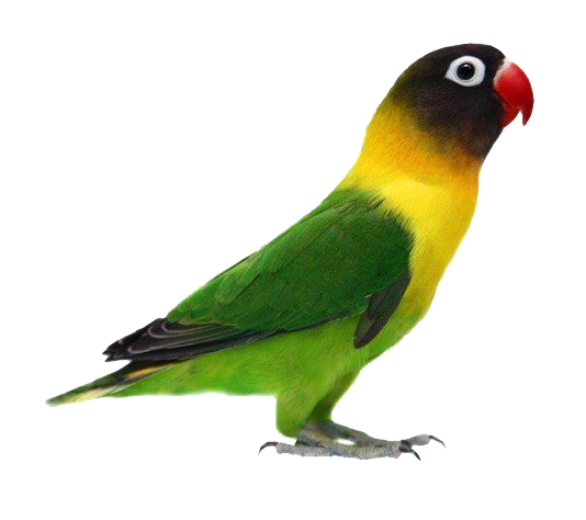 Birds animal png image (23)