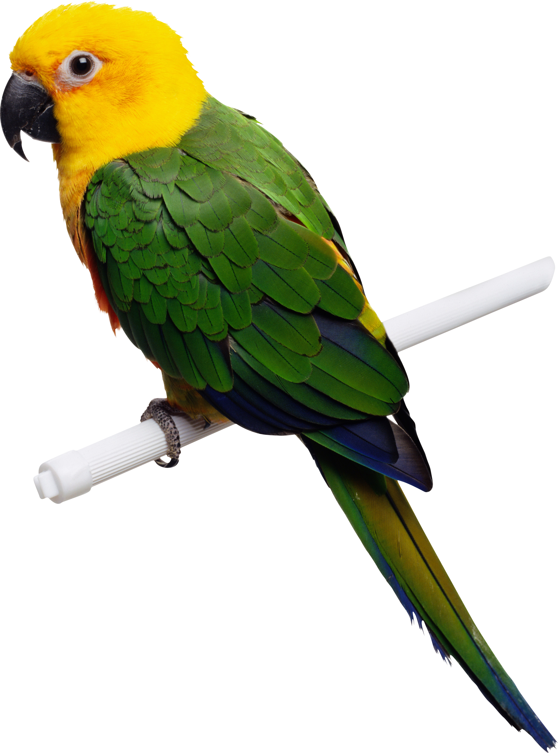 Birds animal png image (24)