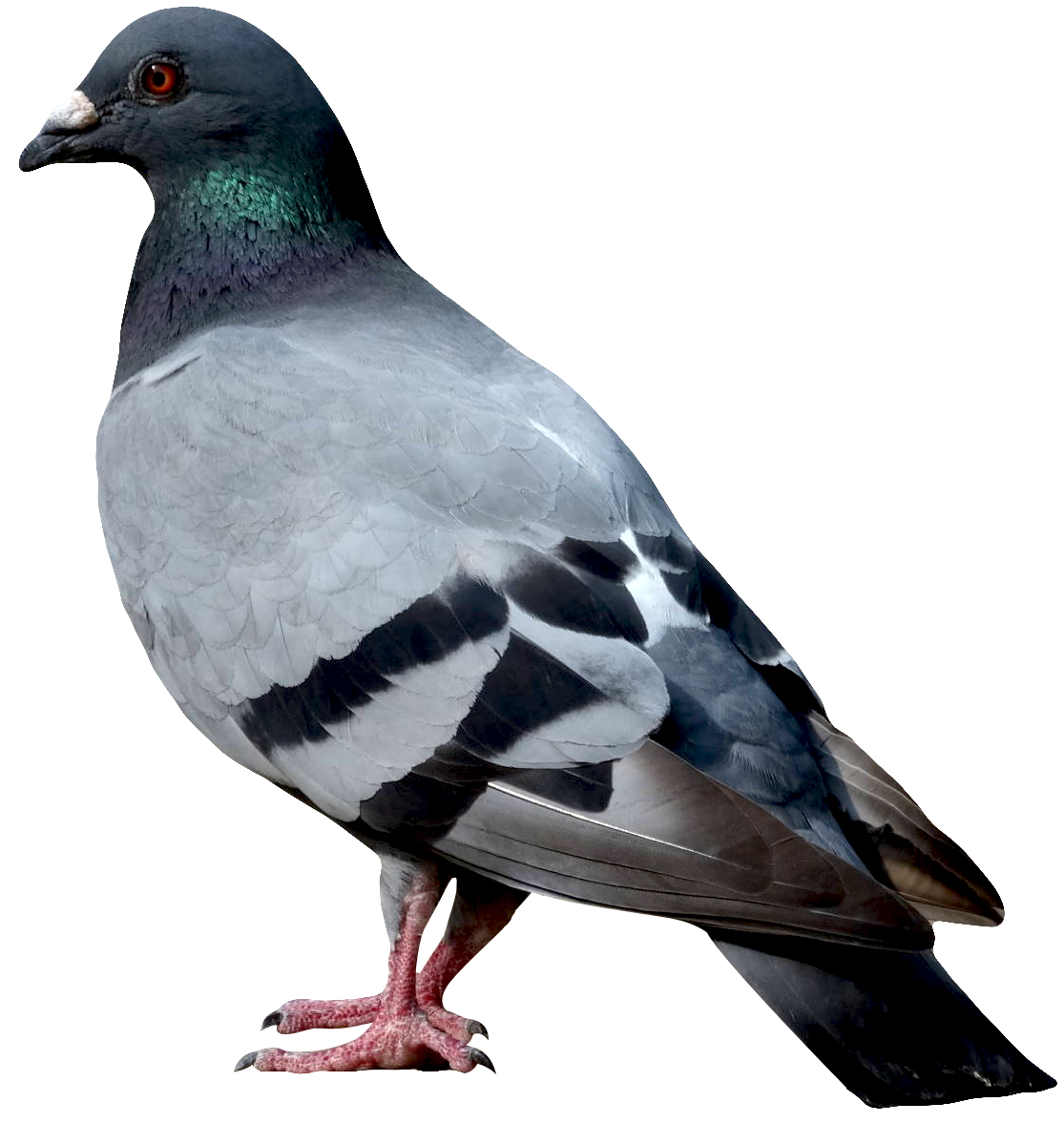 Birds animal png image (25)