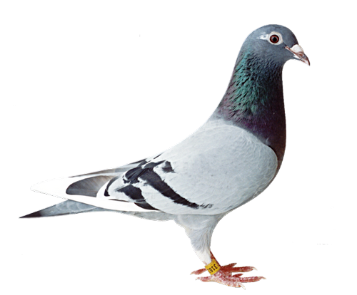 Birds animal png image (26)