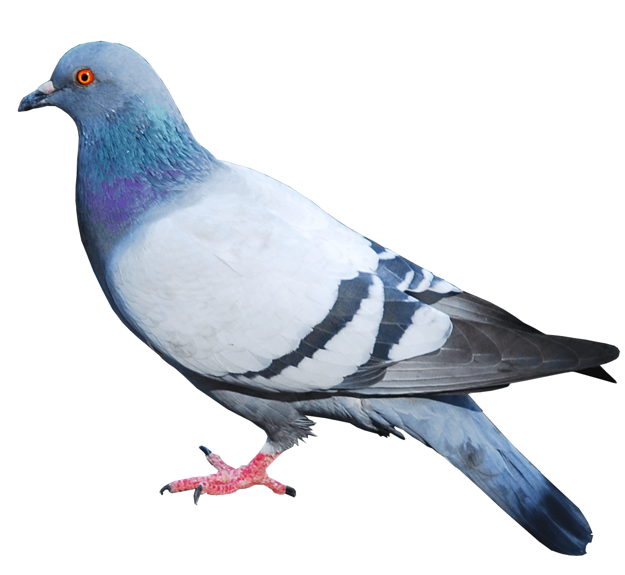 Birds animal png image (27)